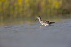 Greater Yellowlegs, Tringa melanoleuca