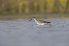 Greater Yellowlegs, Tringa melanoleuca