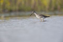 Greater Yellowlegs, Tringa melanoleuca