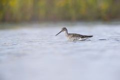 Greater Yellowlegs, Tringa melanoleuca