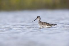 Greater Yellowlegs, Tringa melanoleuca