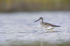 Greater Yellowlegs, Tringa melanoleuca