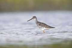 Greater Yellowlegs, Tringa melanoleuca