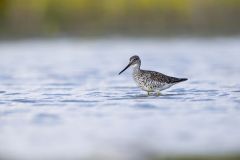 Greater Yellowlegs, Tringa melanoleuca