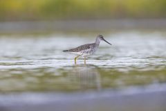 Greater Yellowlegs, Tringa melanoleuca