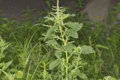 Green Amaranth, Amaranthus hybridus