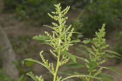 Green Amaranth, Amaranthus hybridus