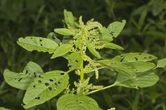 Green Amaranth, Amaranthus hybridus