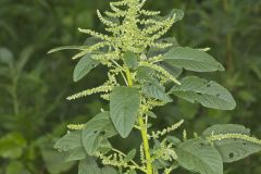 Green Amaranth, Amaranthus hybridus