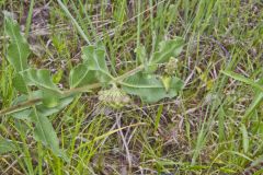 Green Comet Milkweed, Asclepias viridiflora