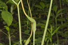 Green Dragon, Arisaema dracontium