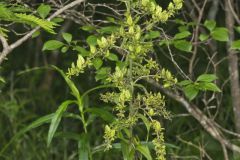 Green False Hellebore, Veratrum viride