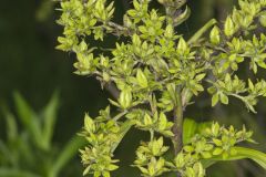 Green False Hellebore, Veratrum viride