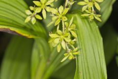 Green False Hellebore, Veratrum viride