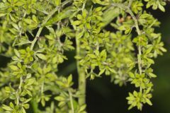 Green False Hellebore, Veratrum viride