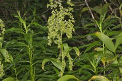 Green False Hellebore, Veratrum viride