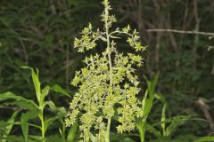 Green False Hellebore, Veratrum viride