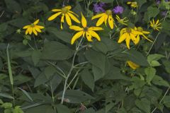 Green-headed Coneflower, Rudbeckia laciniata