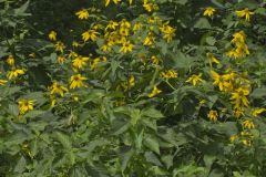 Green-headed Coneflower, Rudbeckia laciniata