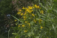 Green-headed Coneflower, Rudbeckia laciniata