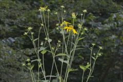 Green-headed Coneflower, Rudbeckia laciniata