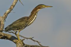 Green Heron, Butorides virescens