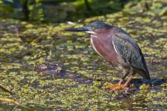 Green Heron, Butorides virescens