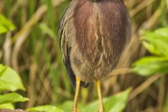 Green Heron, Butorides virescens