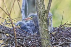 Green Heron, Butorides virescens