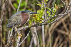 Green Heron, Butorides virescens