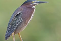 Green Heron, Butorides virescens