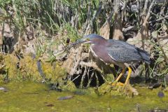 Green Heron, Butorides virescens