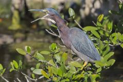 Green Heron, Butorides virescens