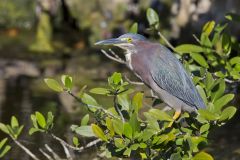 Green Heron, Butorides virescens