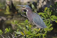 Green Heron, Butorides virescens