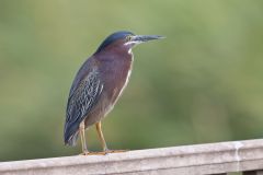 Green Heron, Butorides virescens