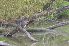 Green Heron, Butorides virescens