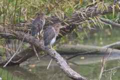 Green Heron, Butorides virescens