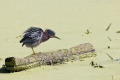 Green Heron, Butorides virescens