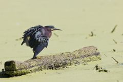 Green Heron, Butorides virescens