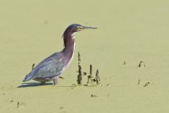 Green Heron, Butorides virescens