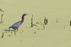 Green Heron, Butorides virescens