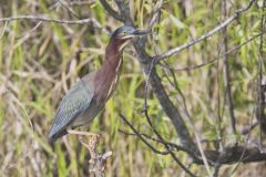 Green Heron, Butorides virescens