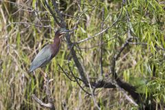 Green Heron, Butorides virescens