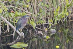 Green Heron, Butorides virescens