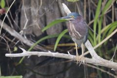 Green Heron, Butorides virescens