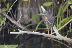 Green Heron, Butorides virescens