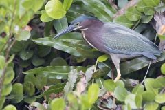 Green Heron, Butorides virescens