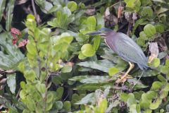 Green Heron, Butorides virescens