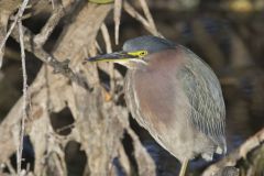 Green Heron, Butorides virescens